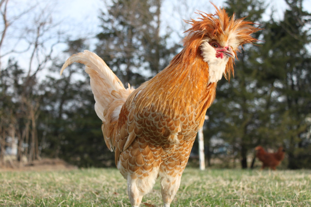 Polish The Gateway Chicken HubPages