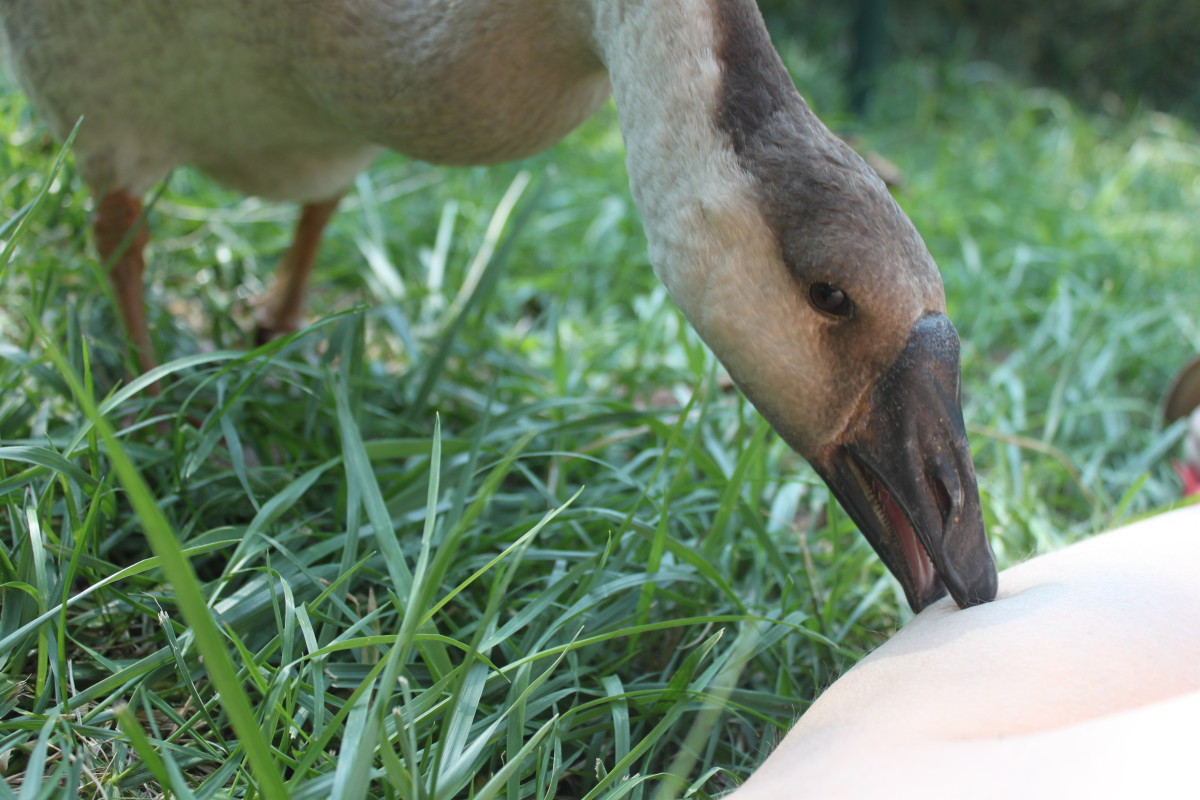 Great Reasons to Raise Geese in Your Back Yard PetHelpful