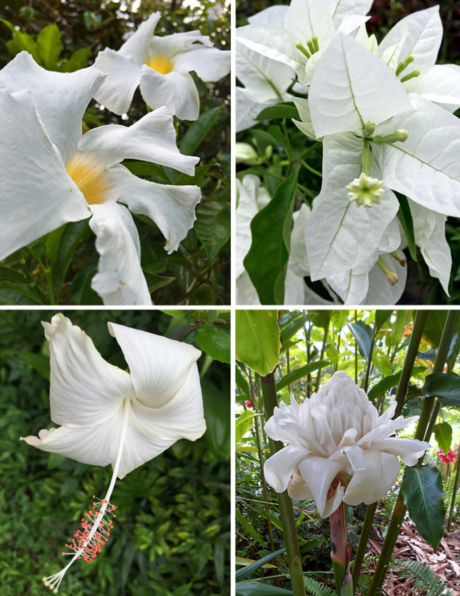 WHITE TROPICAL FLOWERS FROM HAWAII