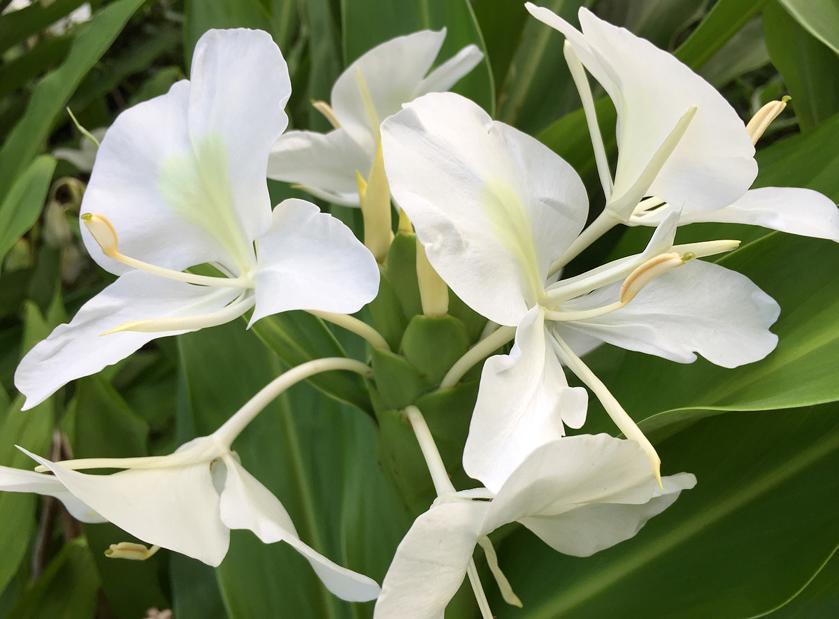 Planting a Garden With White Tropical Flowers Dengarden