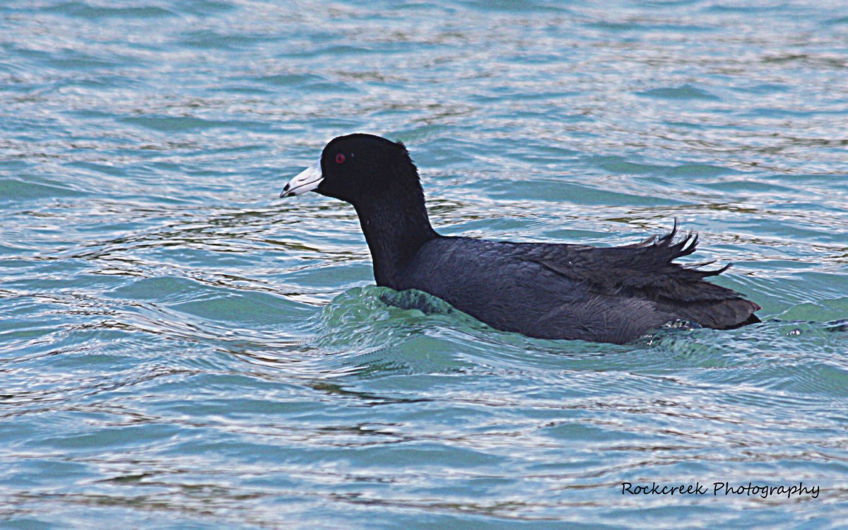 The American Coot Interesting Facts and Information HubPages