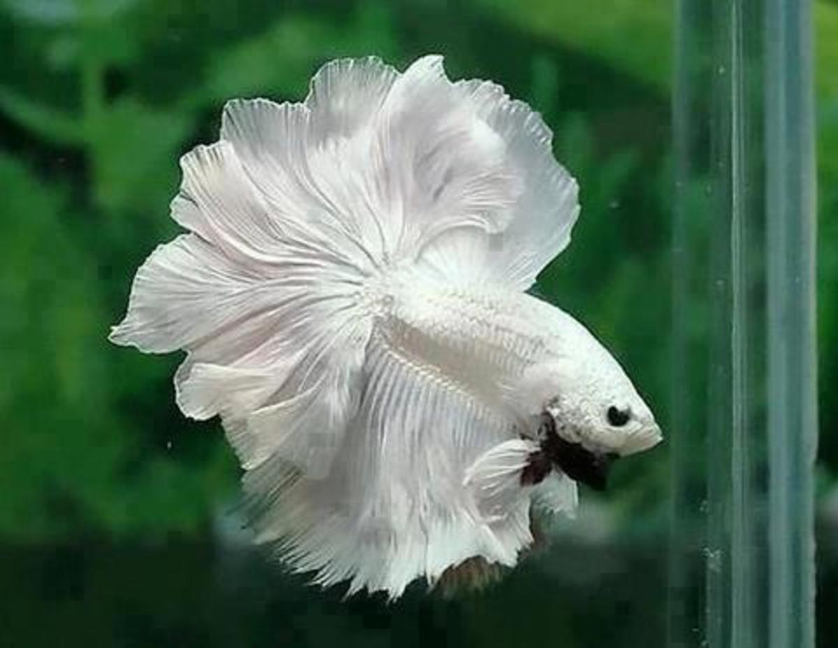 Betta Fish Tank Ideas for Your Home or Office PetHelpful
