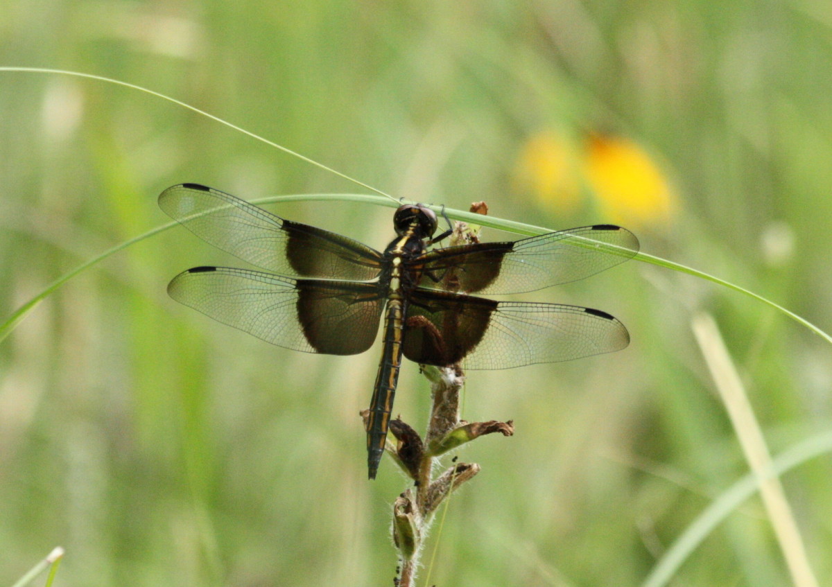 Interesting Facts And Information On the Dragonfly Owlcation