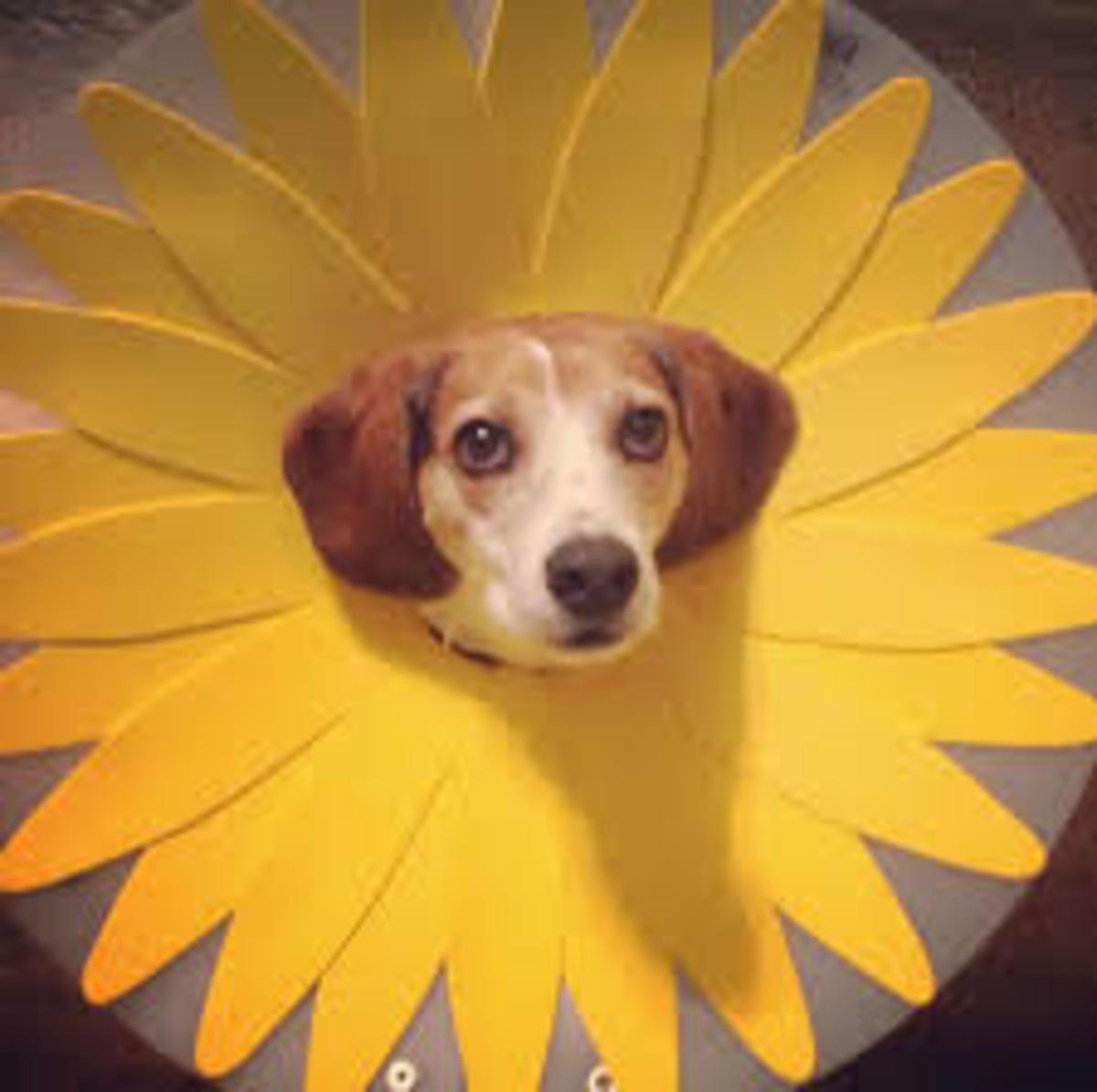 10 DIY Halloween Dog Costumes that Won’t Drive Them Crazy Holidappy