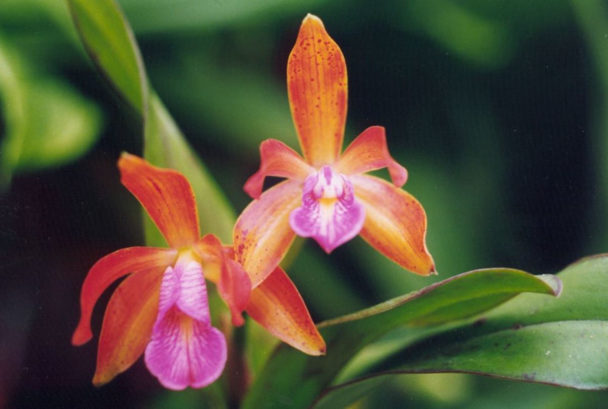Orchids A Brief History of the Fascinating and Beautiful Plant Dengarden