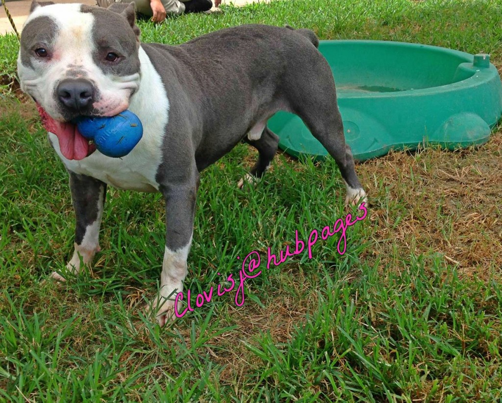 Are Pit Bulls Really More Aggressive Than Other Breeds? PetHelpful