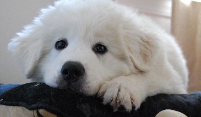 79+ Great Pyrenees Tibetan Mastiff Great Pyrenees Big