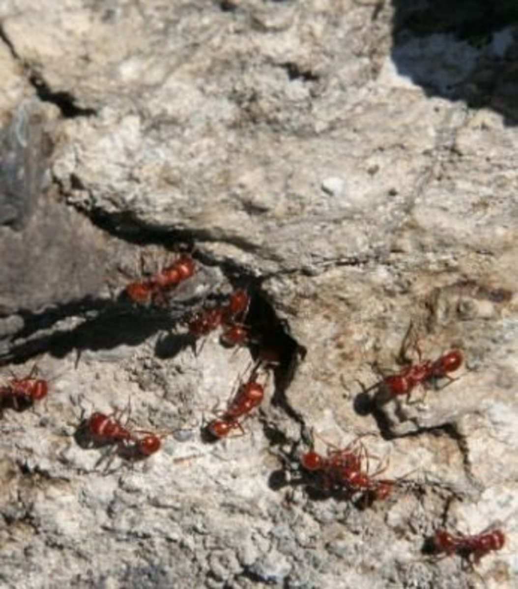 What Should I Do About My Dog's Fire Ant Bites? PetHelpful