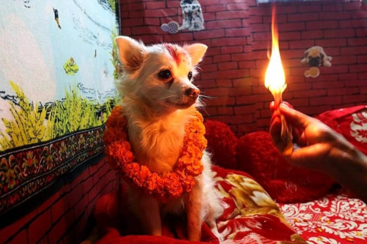 Dog Worship in Nepal HubPages