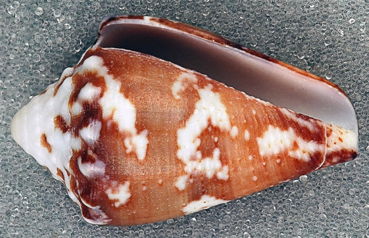 Cone Snail Venom Facts and Potential Medical Benefits Owlcation