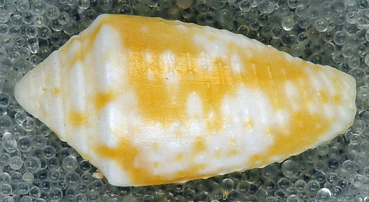 Cone Snail Venom Medical Uses and Potential Benefits Owlcation