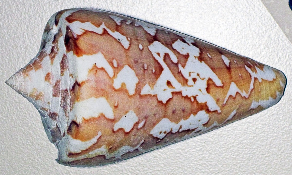 Cone Snail Venom Facts and Potential Medical Benefits Owlcation