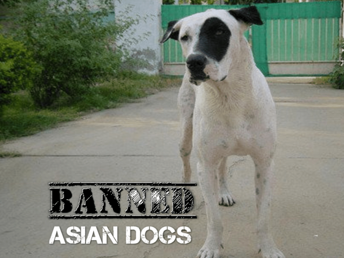 Five Asian Dogs Banned in Other Countries HubPages
