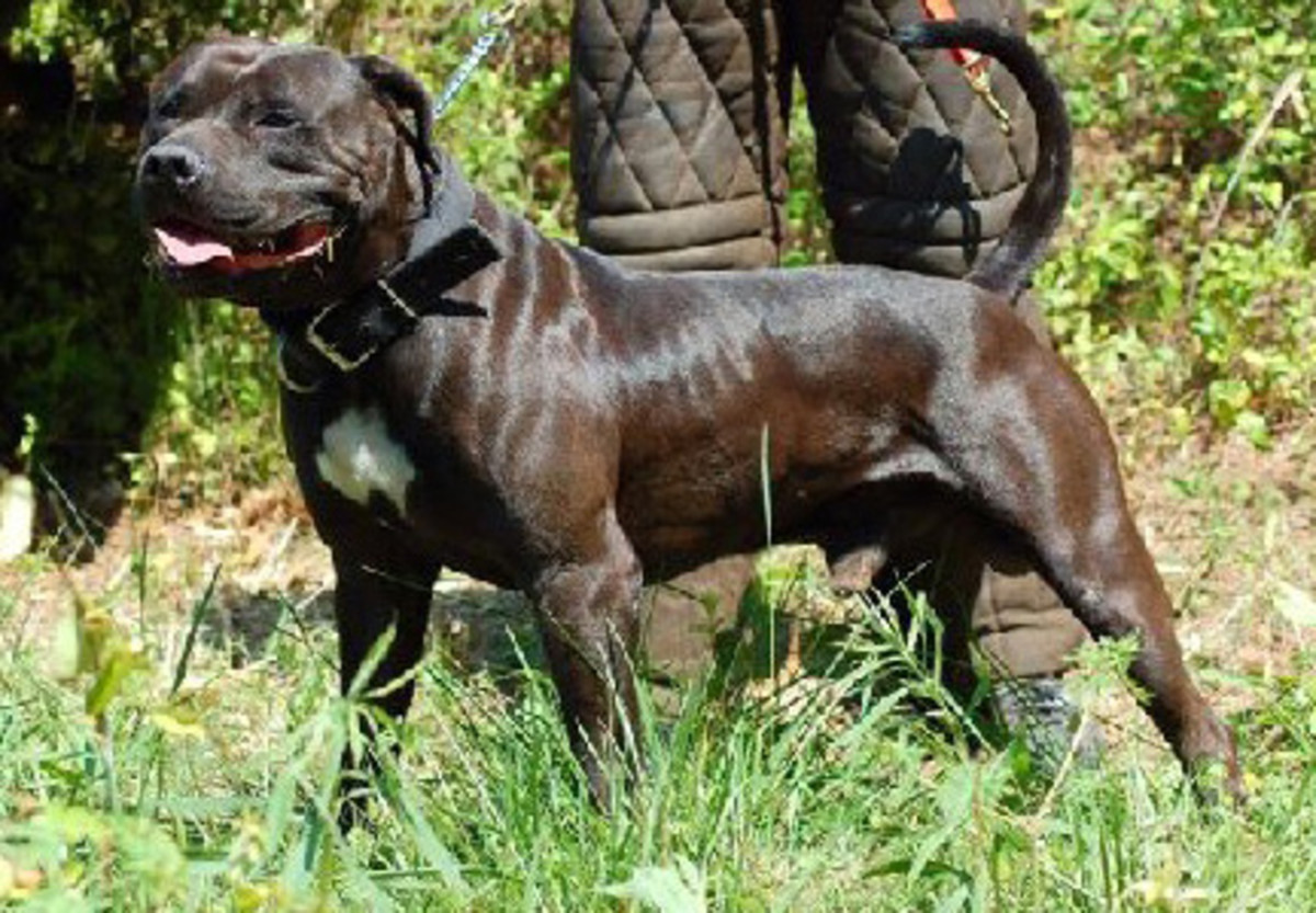 Top Five Largest American Dogs HubPages