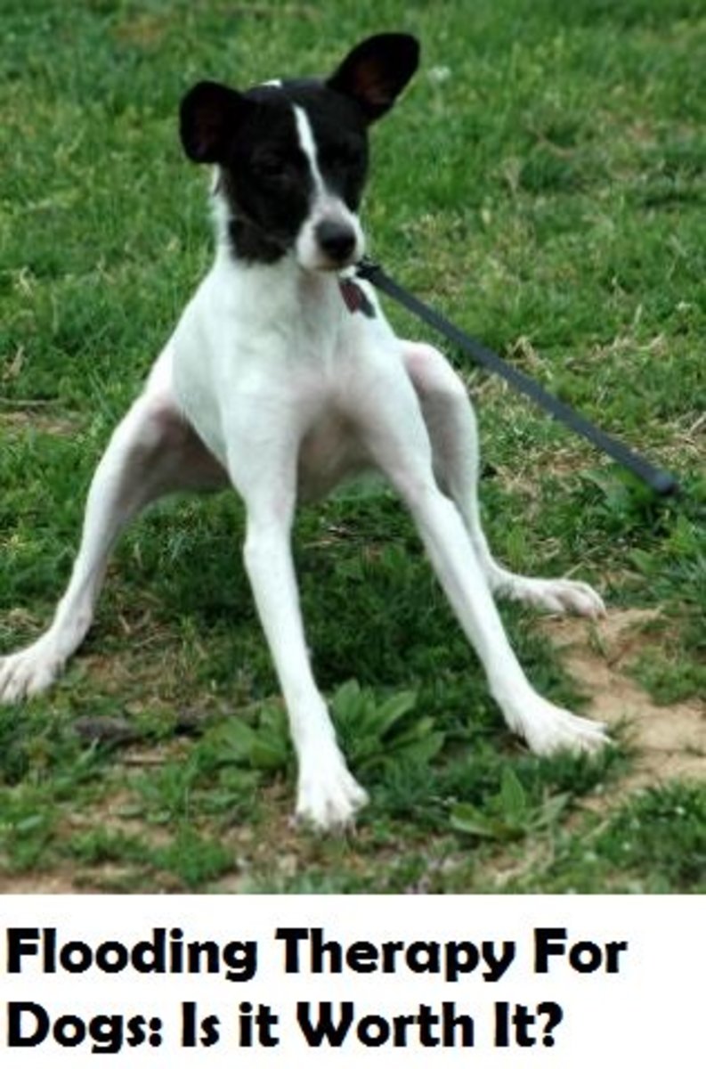 Flooding Therapy for Dog Behavior Issues PetHelpful