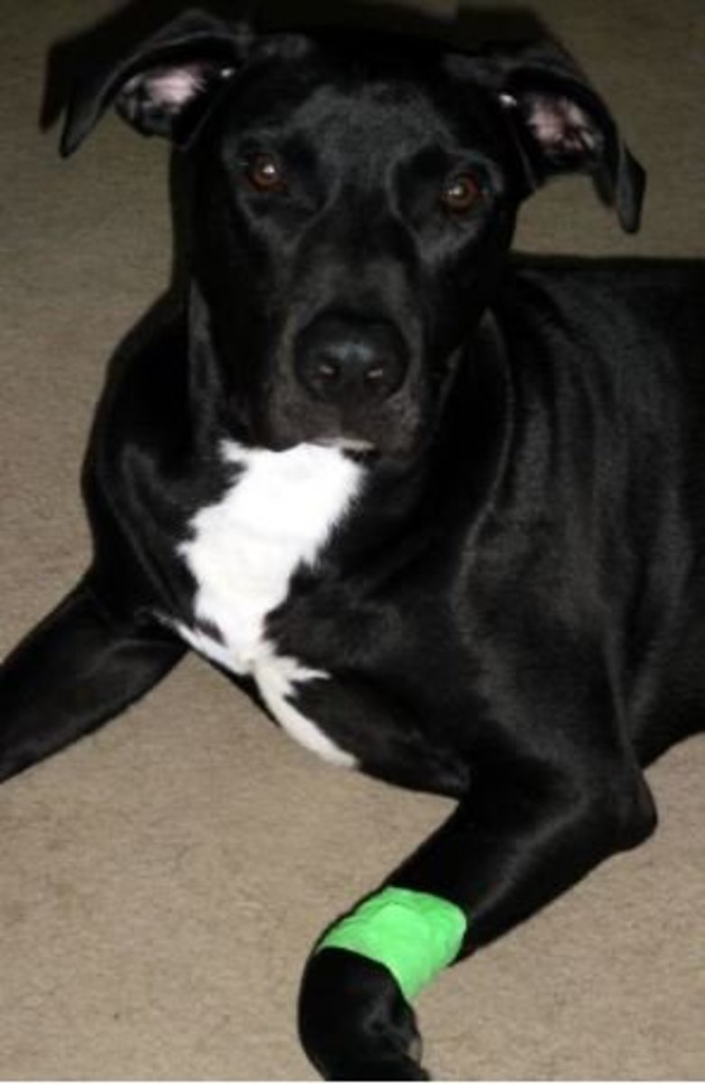 Facts About Skin Tags on Dogs and Their Removal PetHelpful