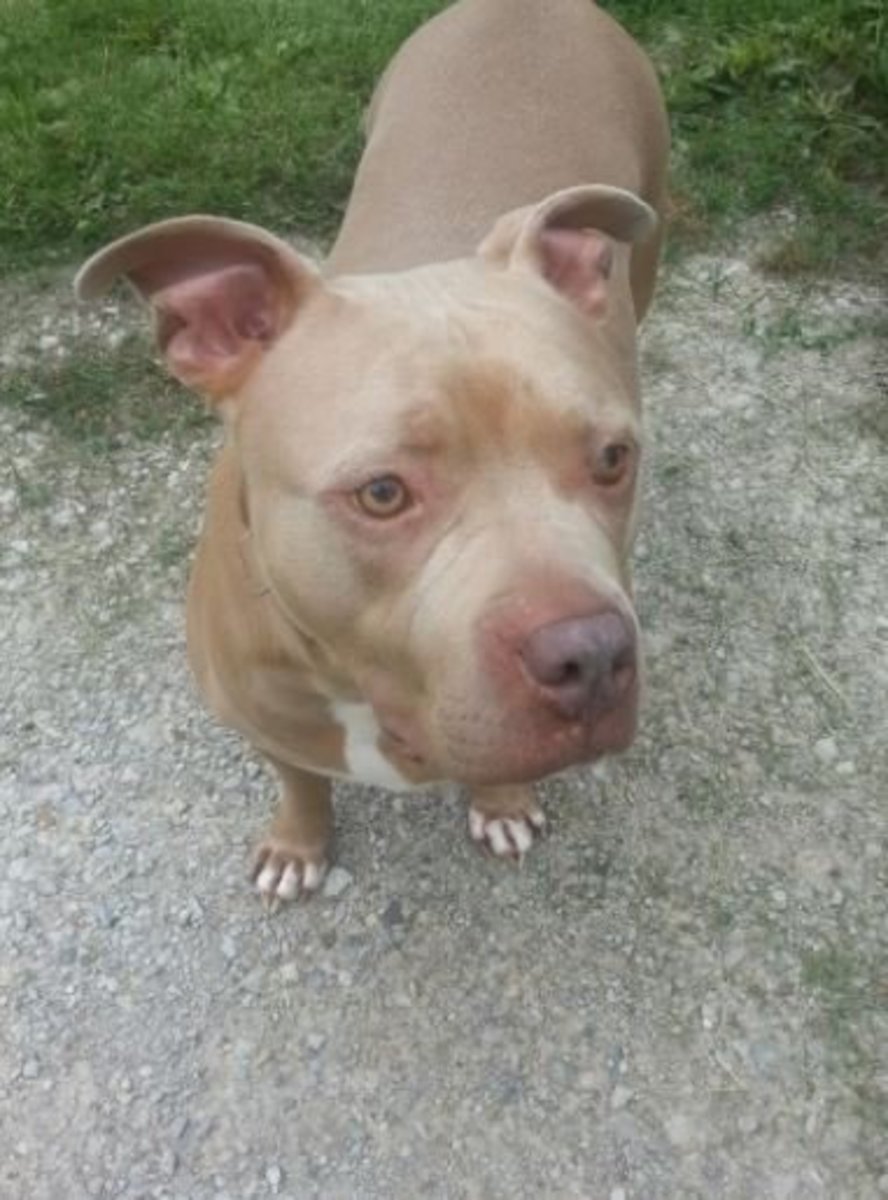 Facts About Blue Nose and Red Nose Pit Bulls PetHelpful