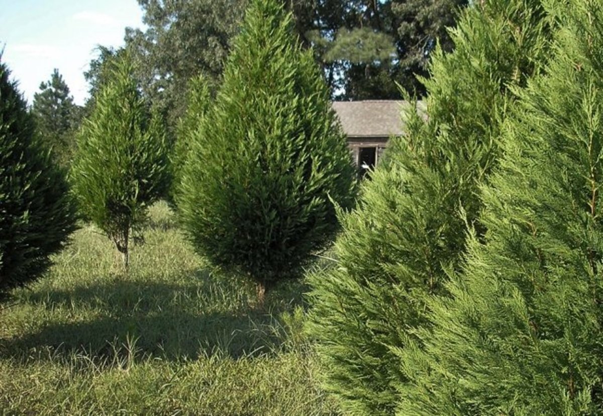FastGrowing Hedge Trees Dengarden