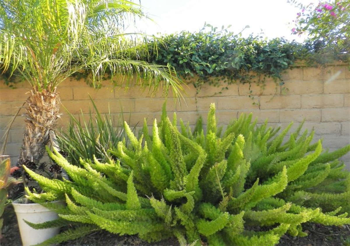 10 Reasons to Plant (and How to Propagate) the Foxtail Fern Dengarden