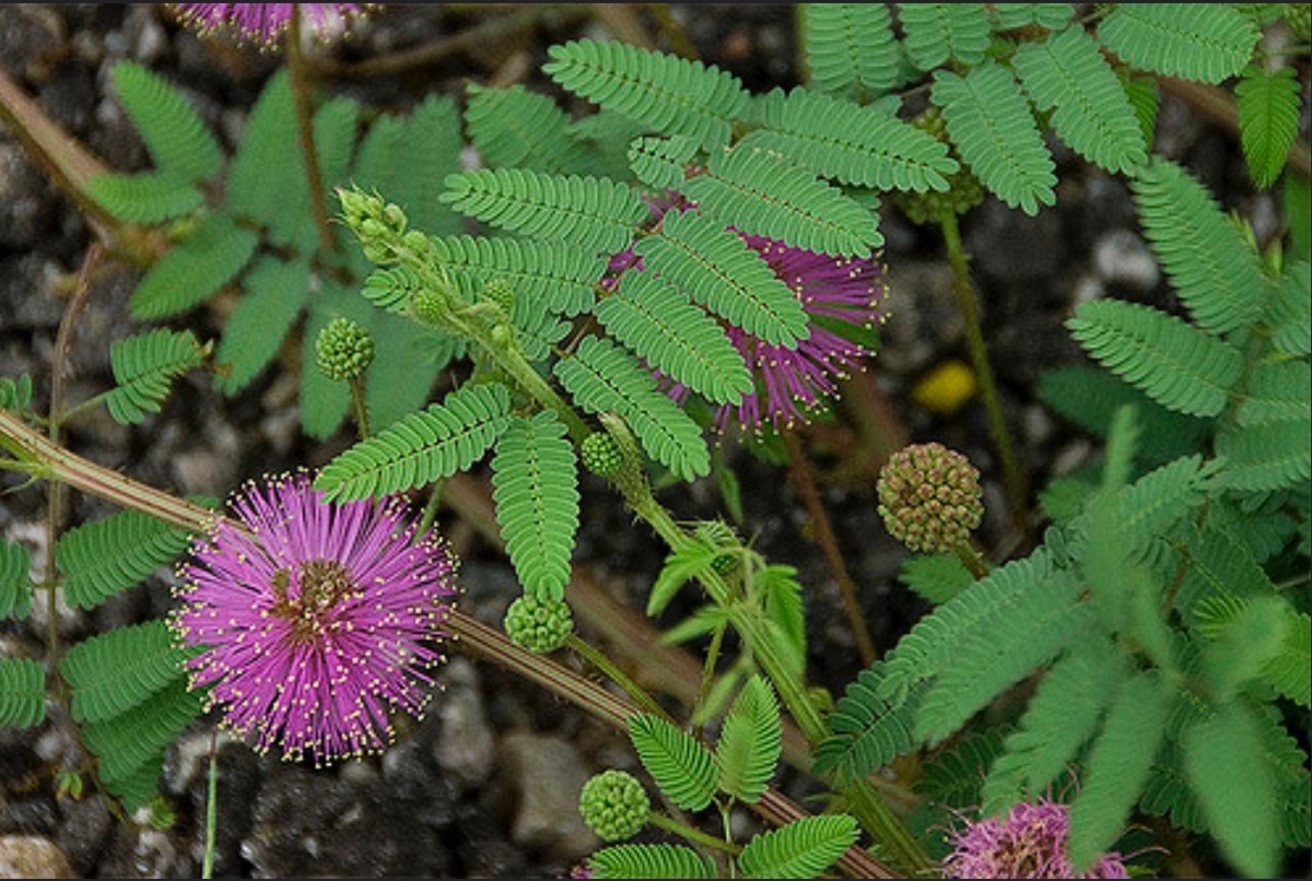 Mimosa Trees Exotic, Aromatic, and Potentially Threatening? Dengarden