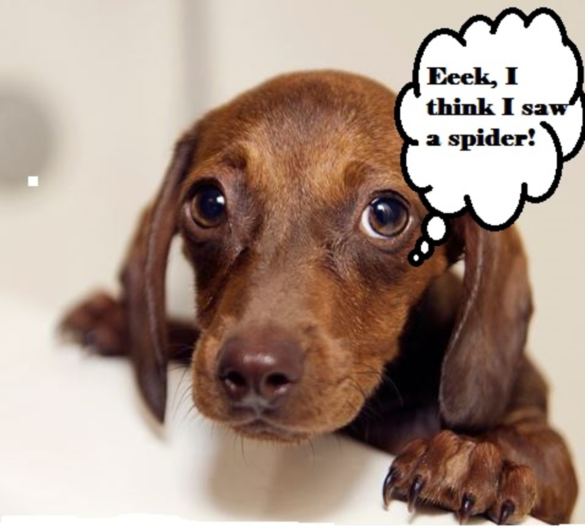 Studies Reveal Five Ways Dogs Show Us Their Love PetHelpful