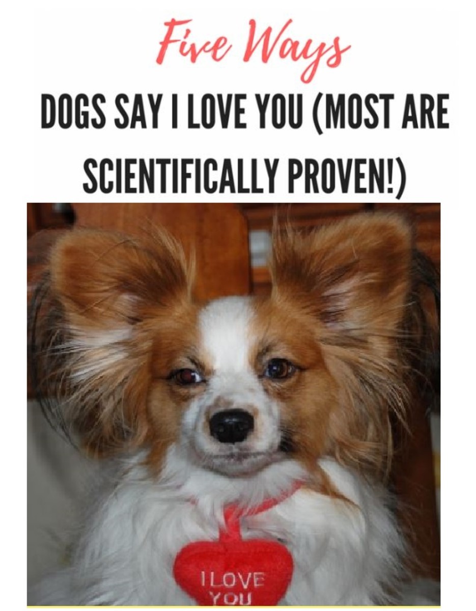 Studies Reveal Five Ways Dogs Show Us Their Love PetHelpful