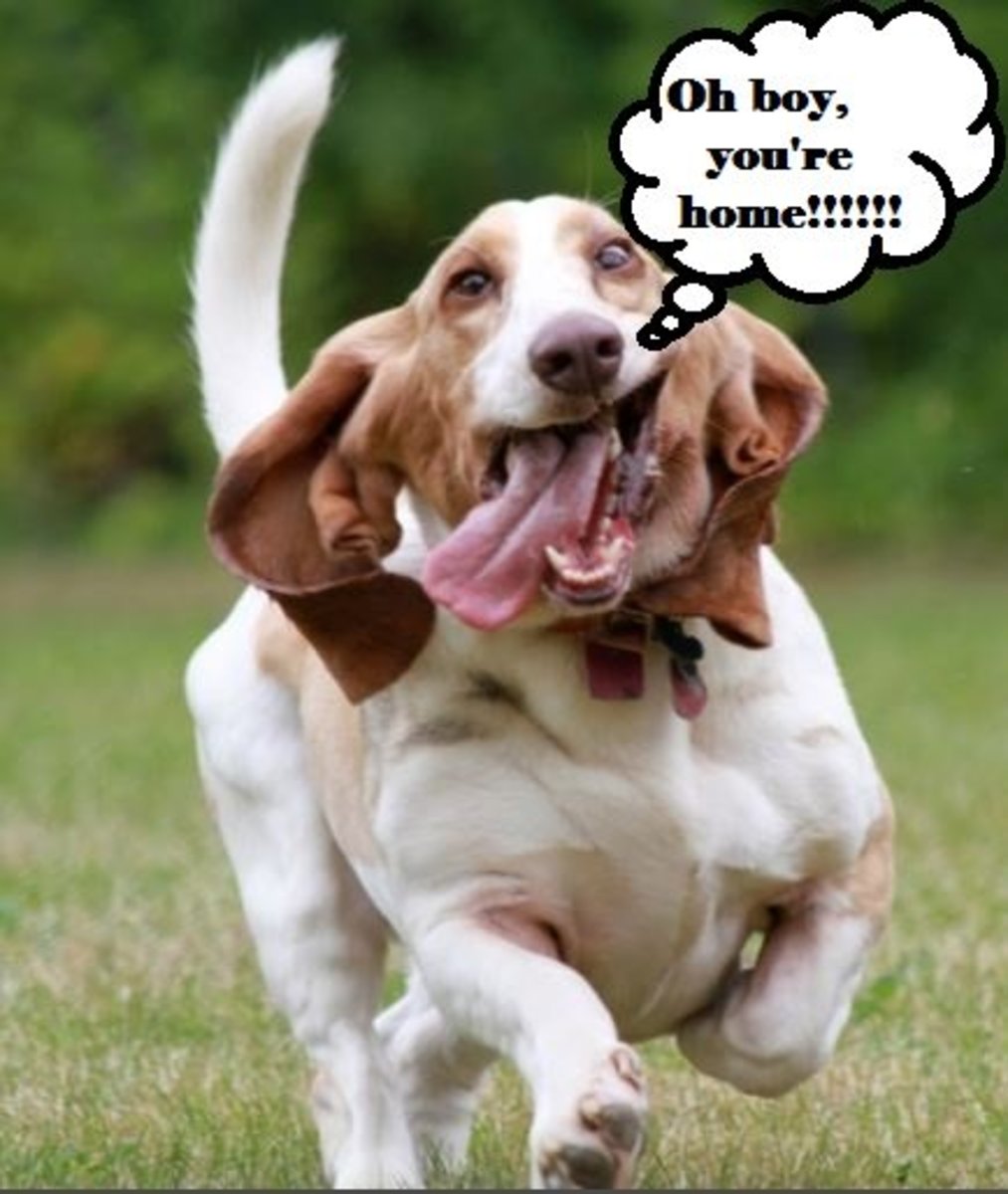 Studies Reveal Five Ways Dogs Show Us Their Love PetHelpful