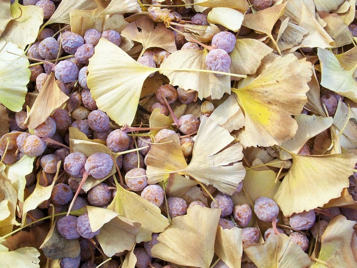 Starting a Ginkgo Tree From Seed Dengarden