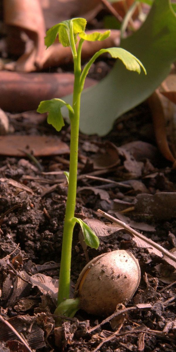 Starting a Ginkgo Tree From Seed Dengarden