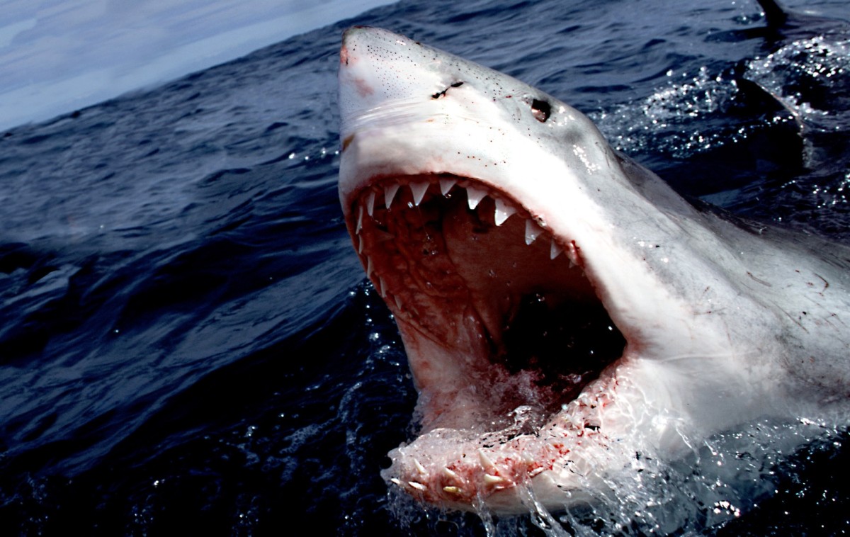 10 Deadliest Animals on the Owlcation