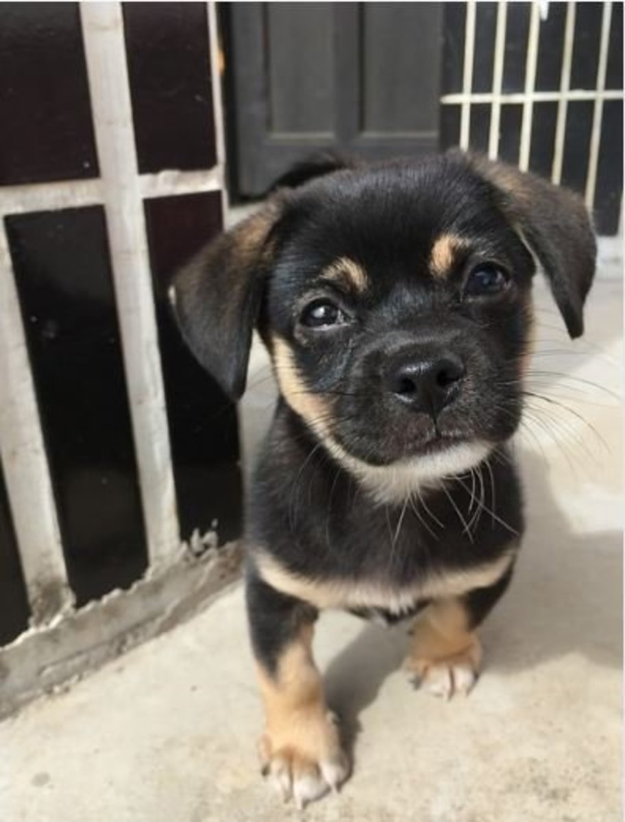 Symptoms of Intestinal Blockage in Dogs PetHelpful