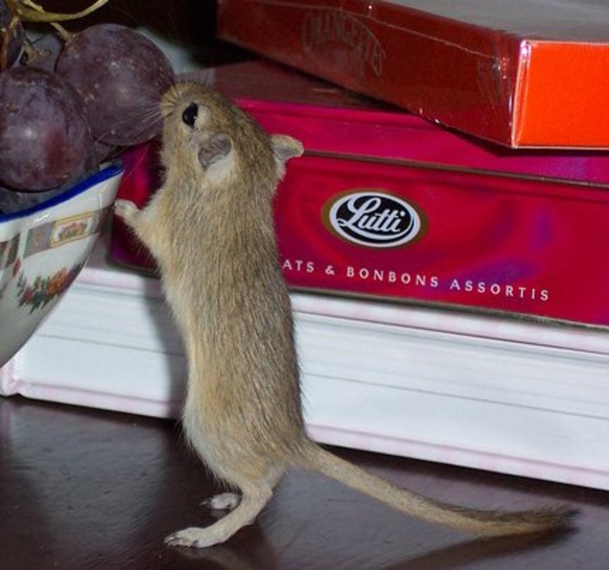 Which Small Animal Is the Best Pet for You? PetHelpful