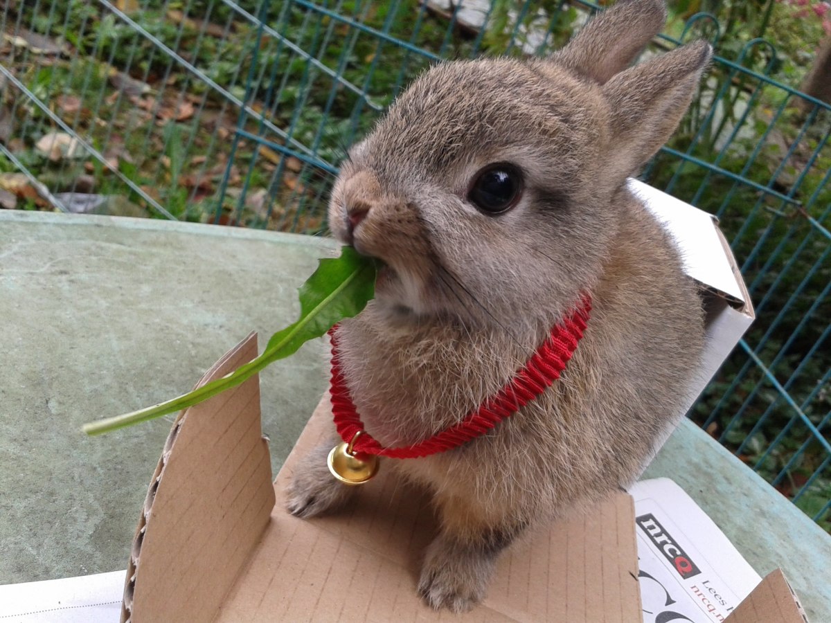 15 of the Best Pet Rabbit Breeds PetHelpful