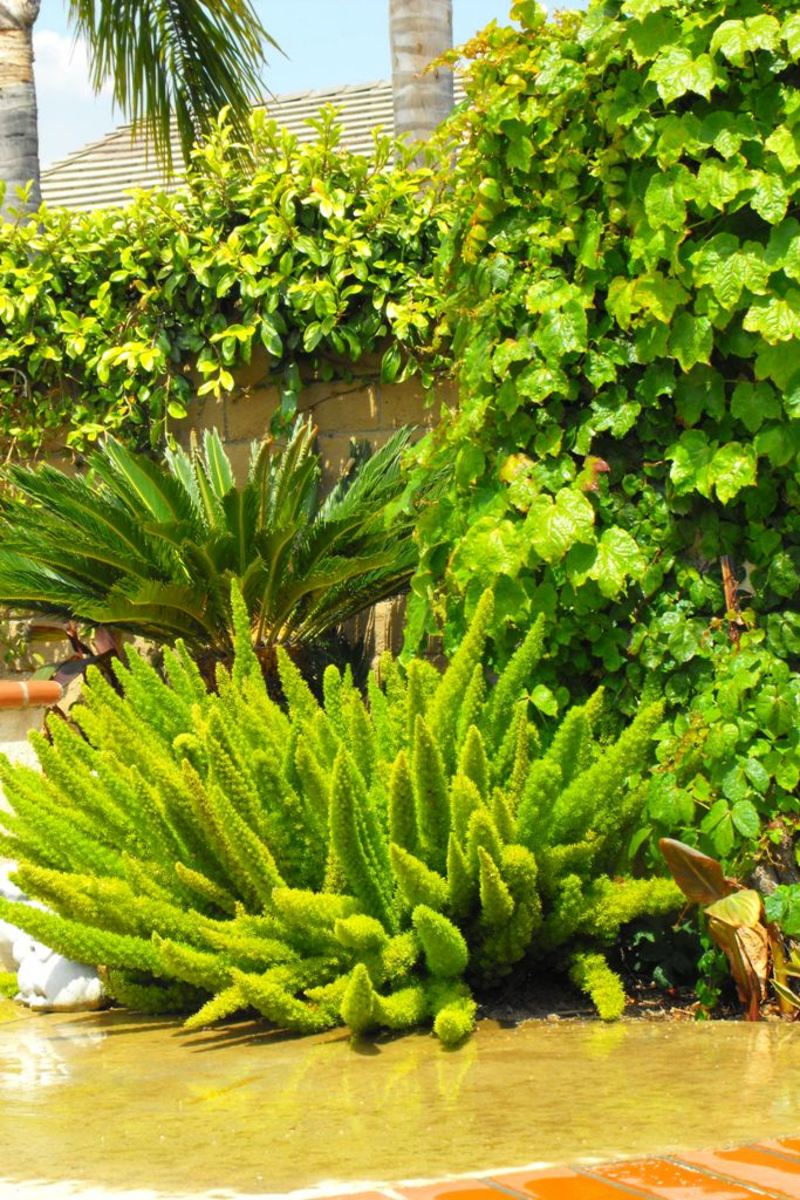 10 Reasons to Plant (and How to Propagate) the Foxtail Fern Dengarden