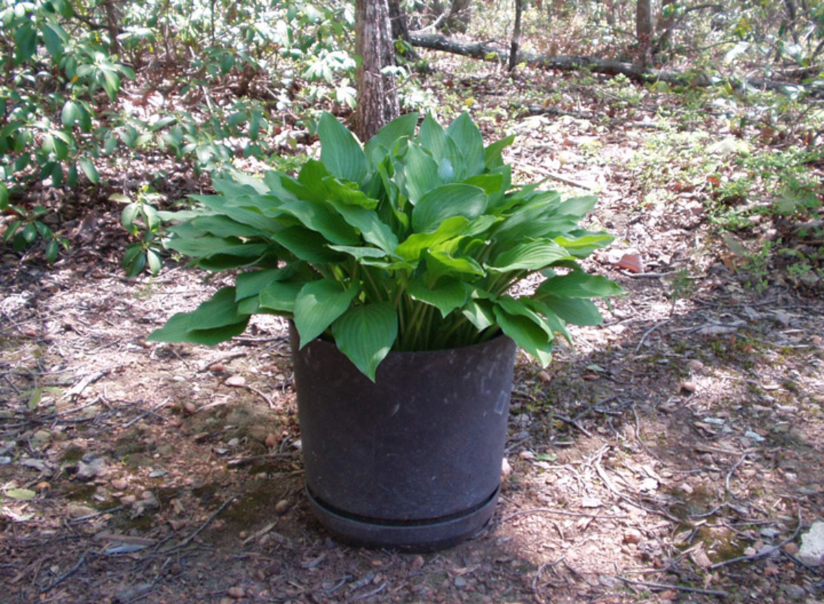 Photos of a Hosta Plant's Stages of Growth: From Sprouts to Blooms