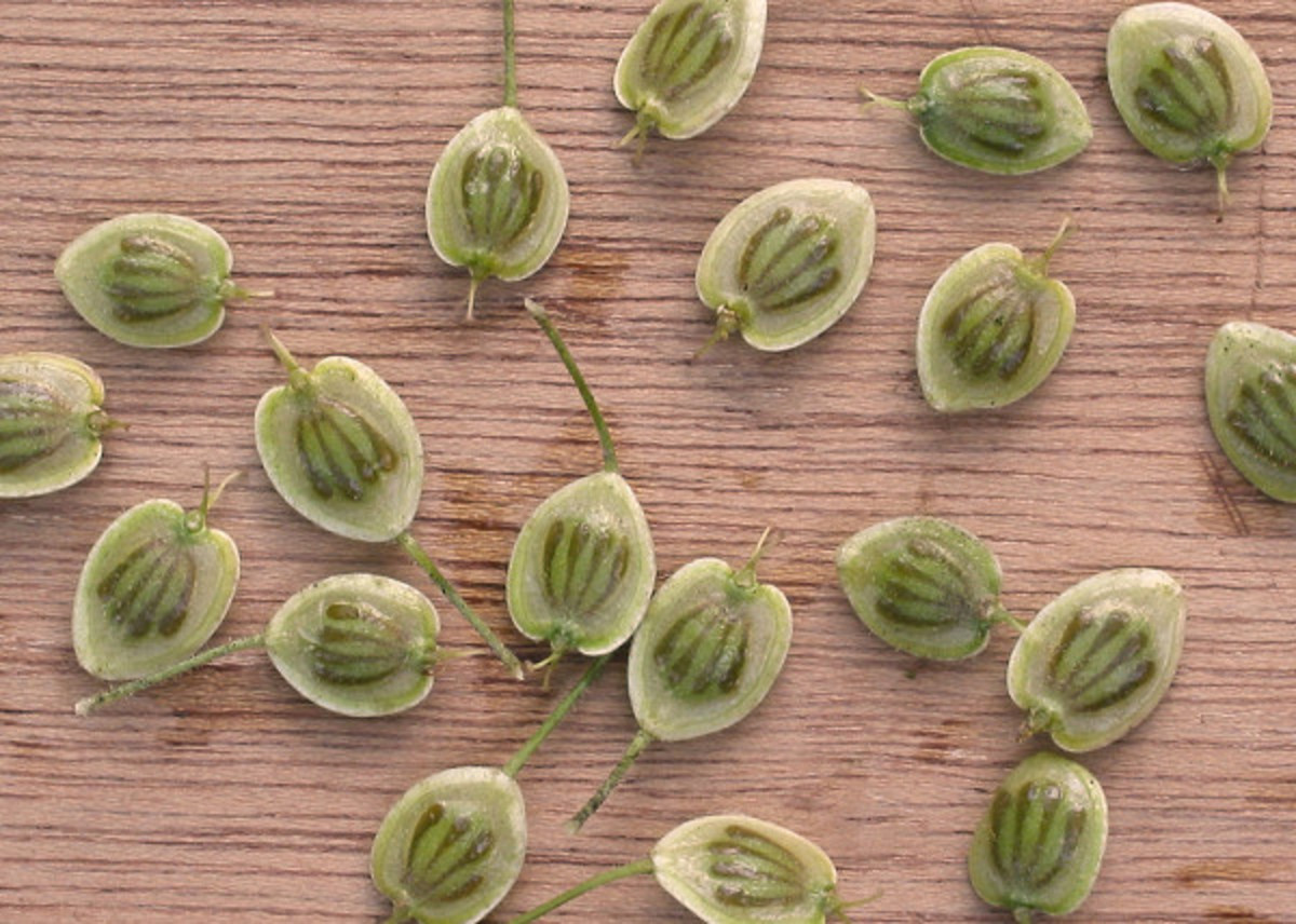 What Is Giant Hogweed How to Handle the Plant HubPages