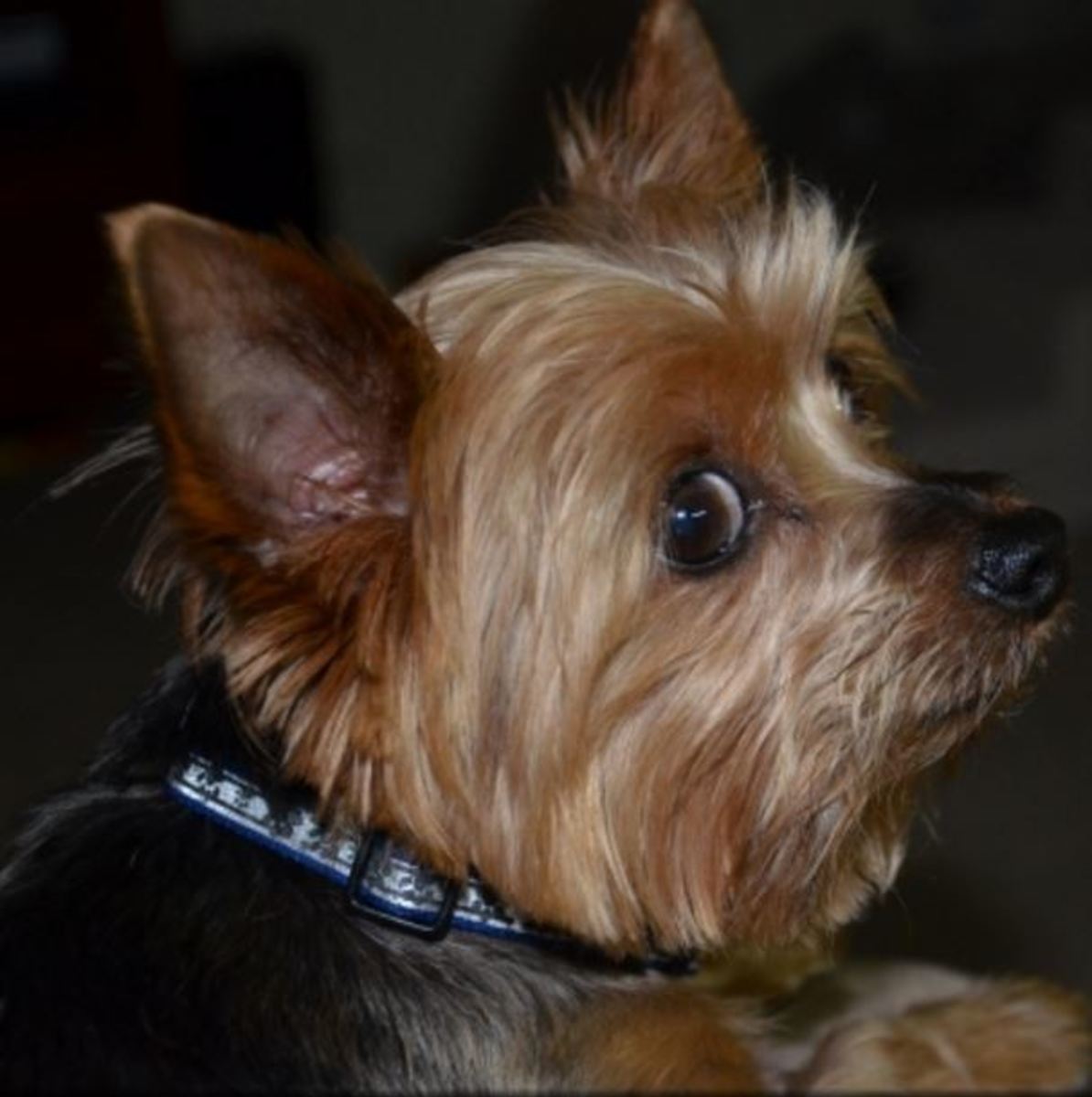 How to Test Your Dog's Vision at Home PetHelpful