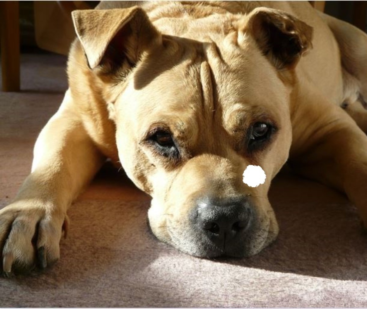 How to Test Your Dog's Vision at Home PetHelpful