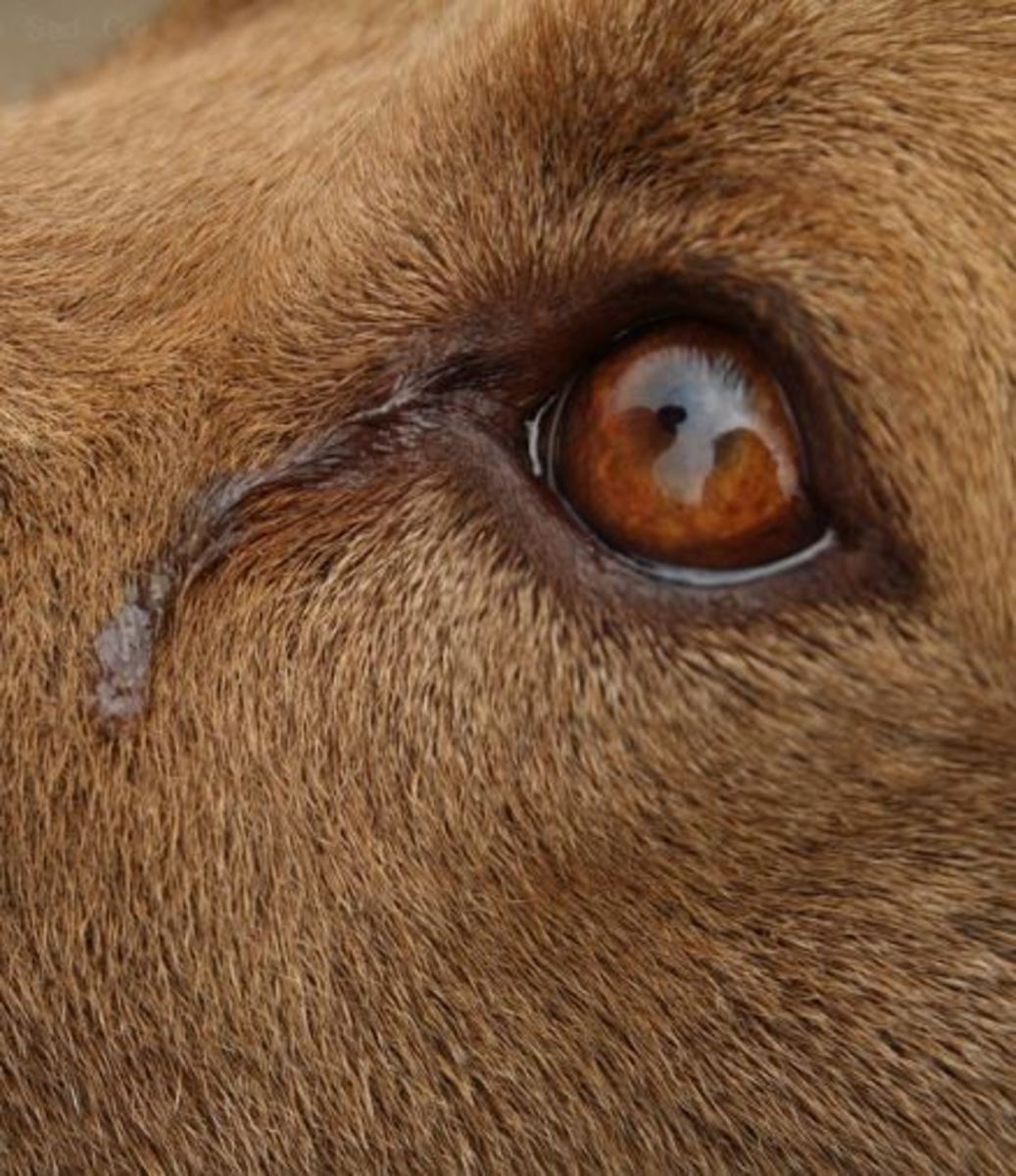 Can Dogs Cry Like Humans Do? PetHelpful