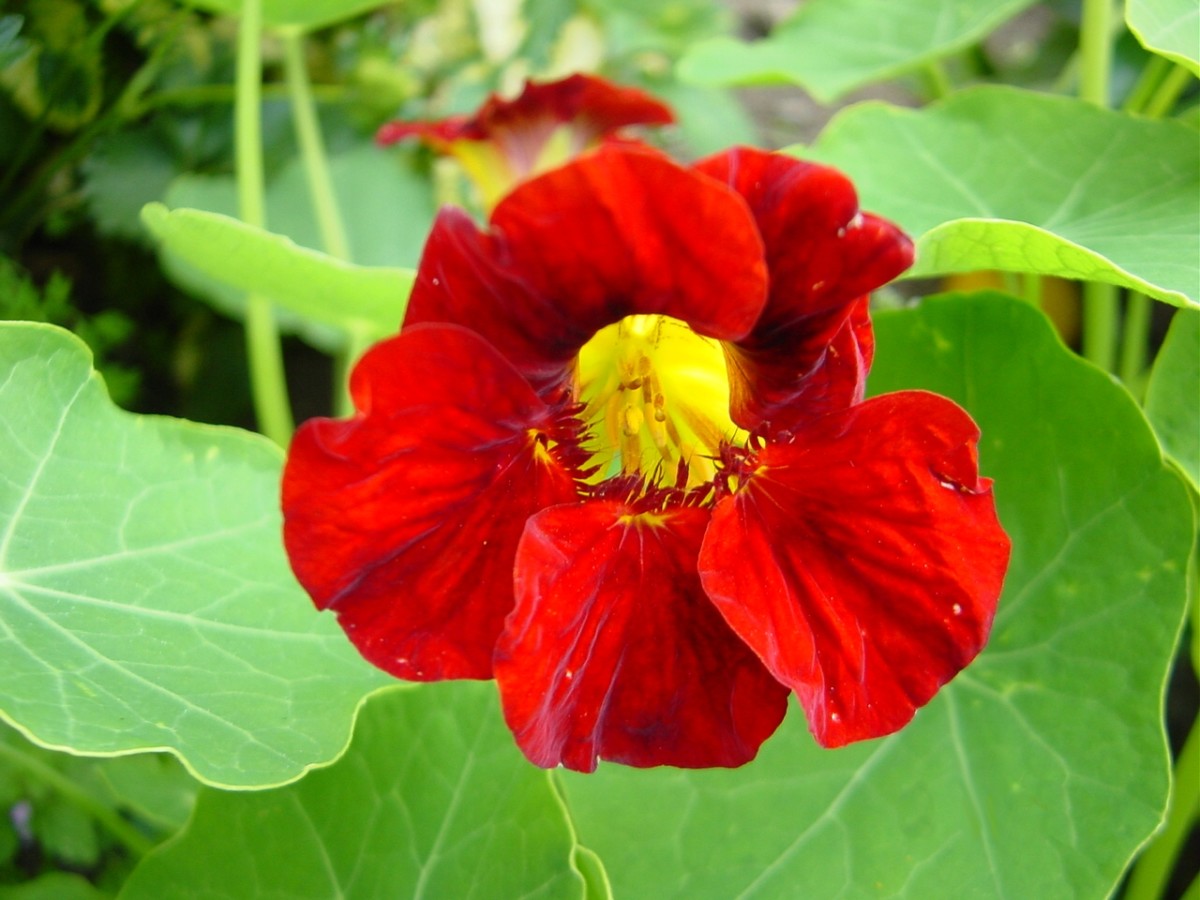 The Various Health Benefits and Uses of Nasturtiums CalorieBee