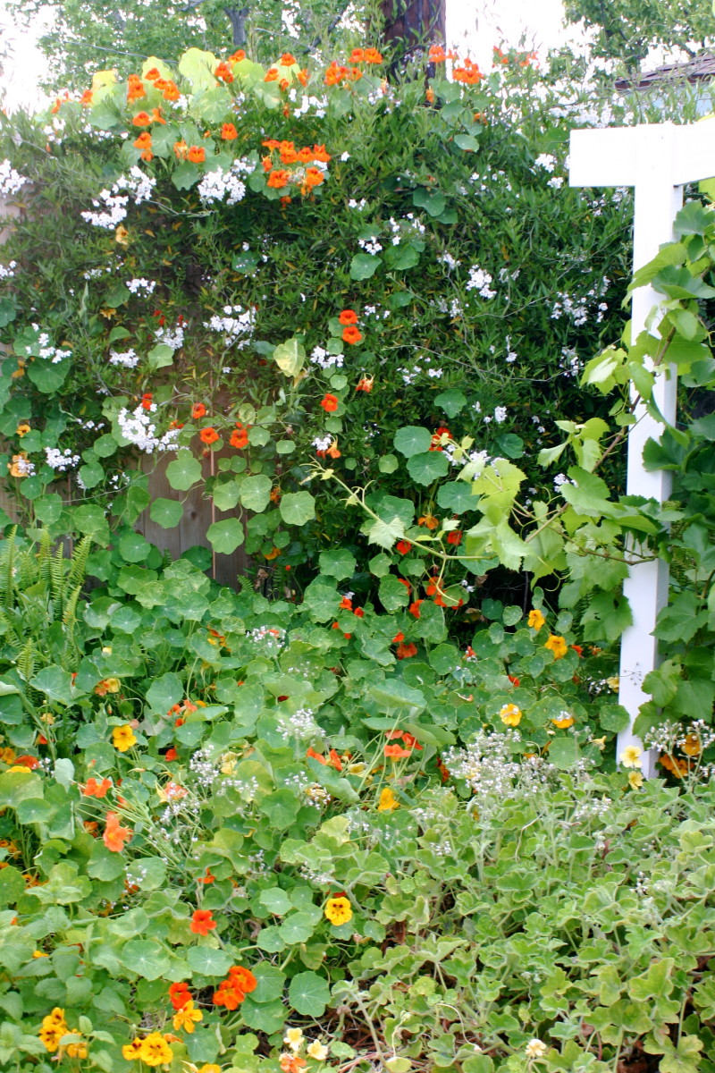 The Various Health Benefits and Uses of Nasturtiums CalorieBee