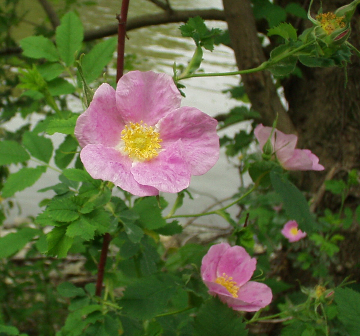 Roadside Prairies in Iowa Flowers or Weeds? HubPages