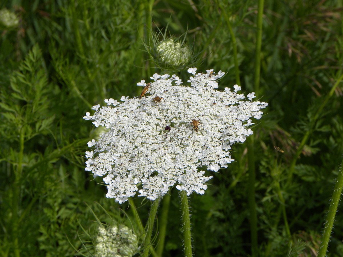 Roadside Prairies in Iowa Flowers or Weeds? HubPages