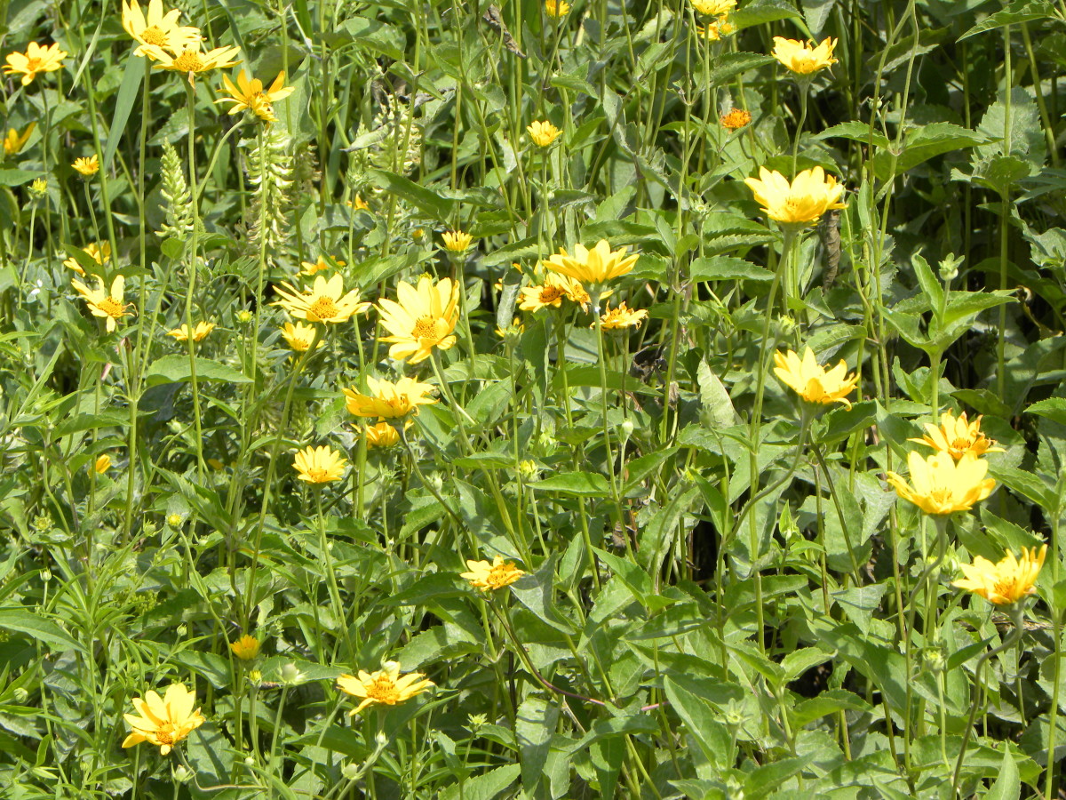 Roadside Prairies in Iowa Flowers or Weeds? HubPages