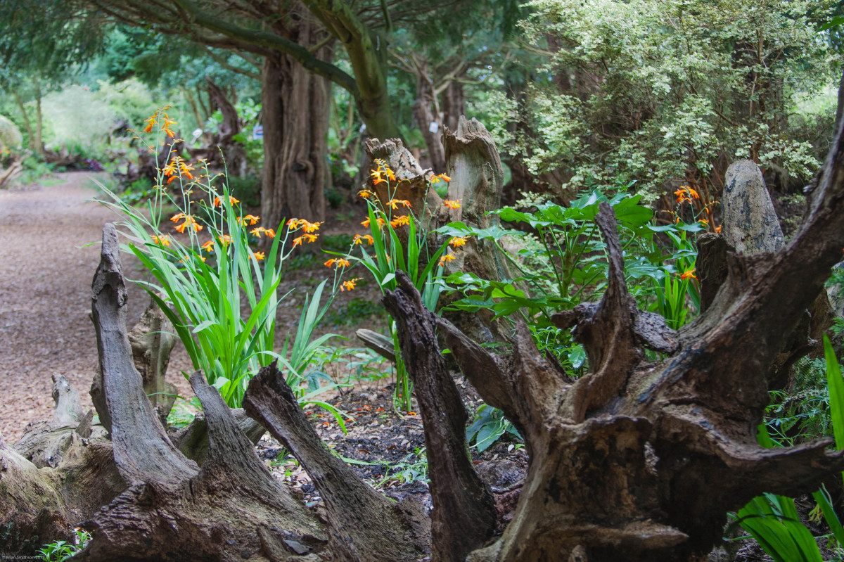 How to Make a DIY Stumpery in Your Garden Dengarden