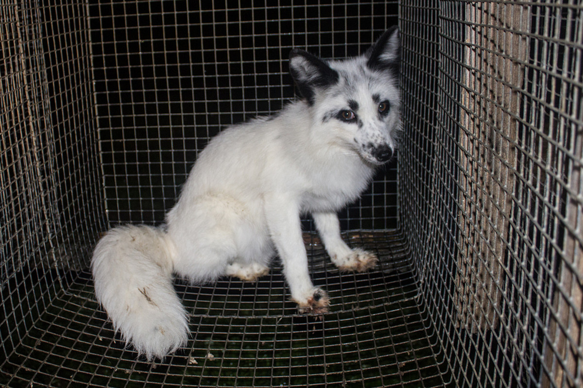 Who Is Exempt From Exotic Pet Bans? PetHelpful