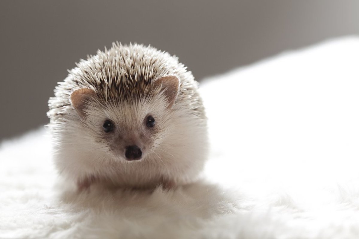 Pet Hedgehogs PetHelpful