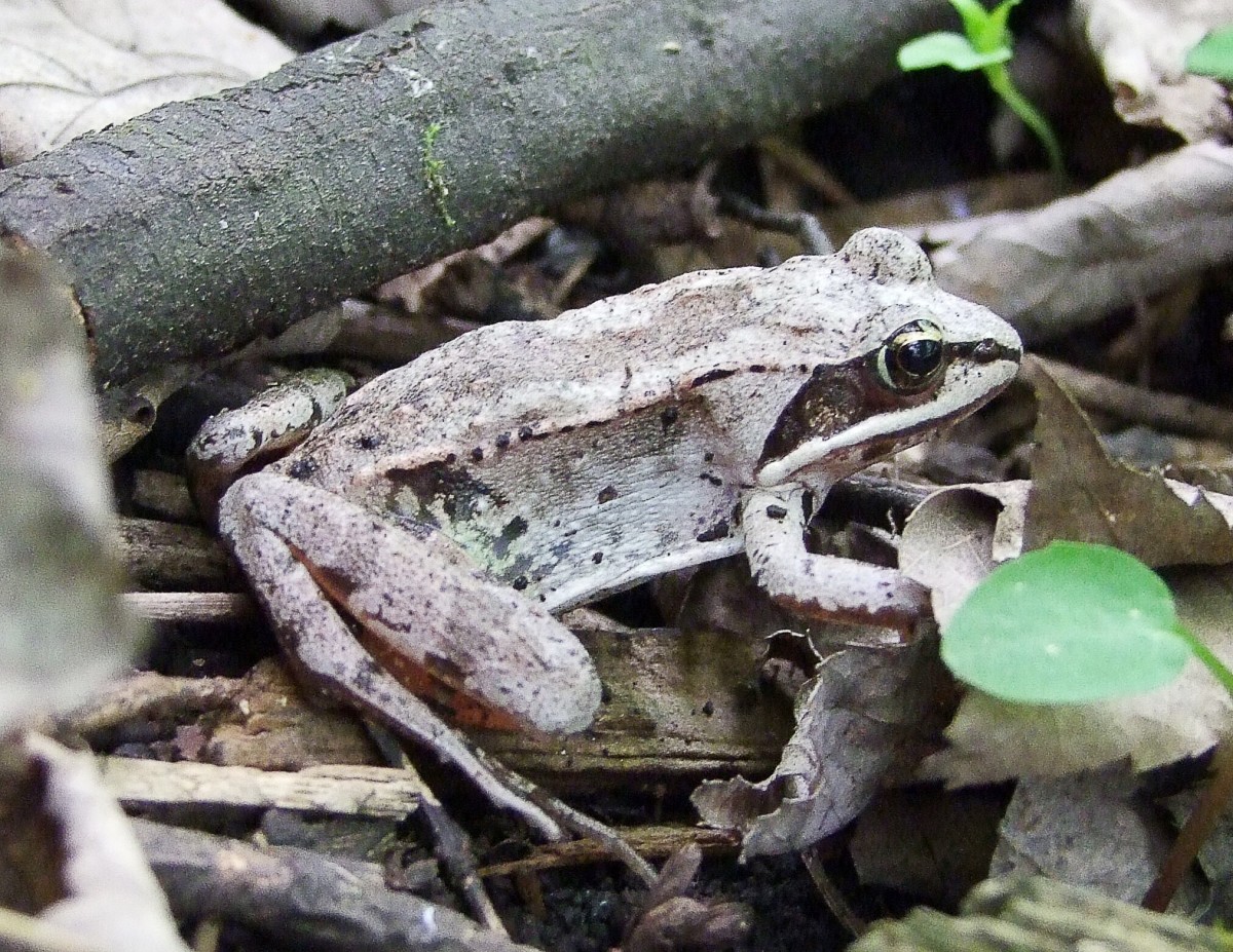 Cryobiology Frozen Wood Frogs and Adaptations for Survival Owlcation