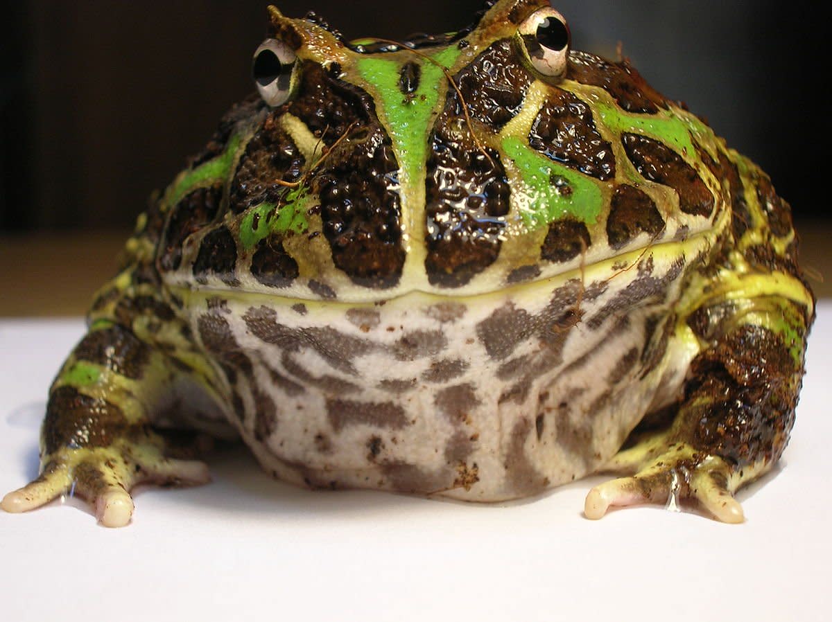 Pacman Frog (Ornate Horned Frog) Care PetHelpful