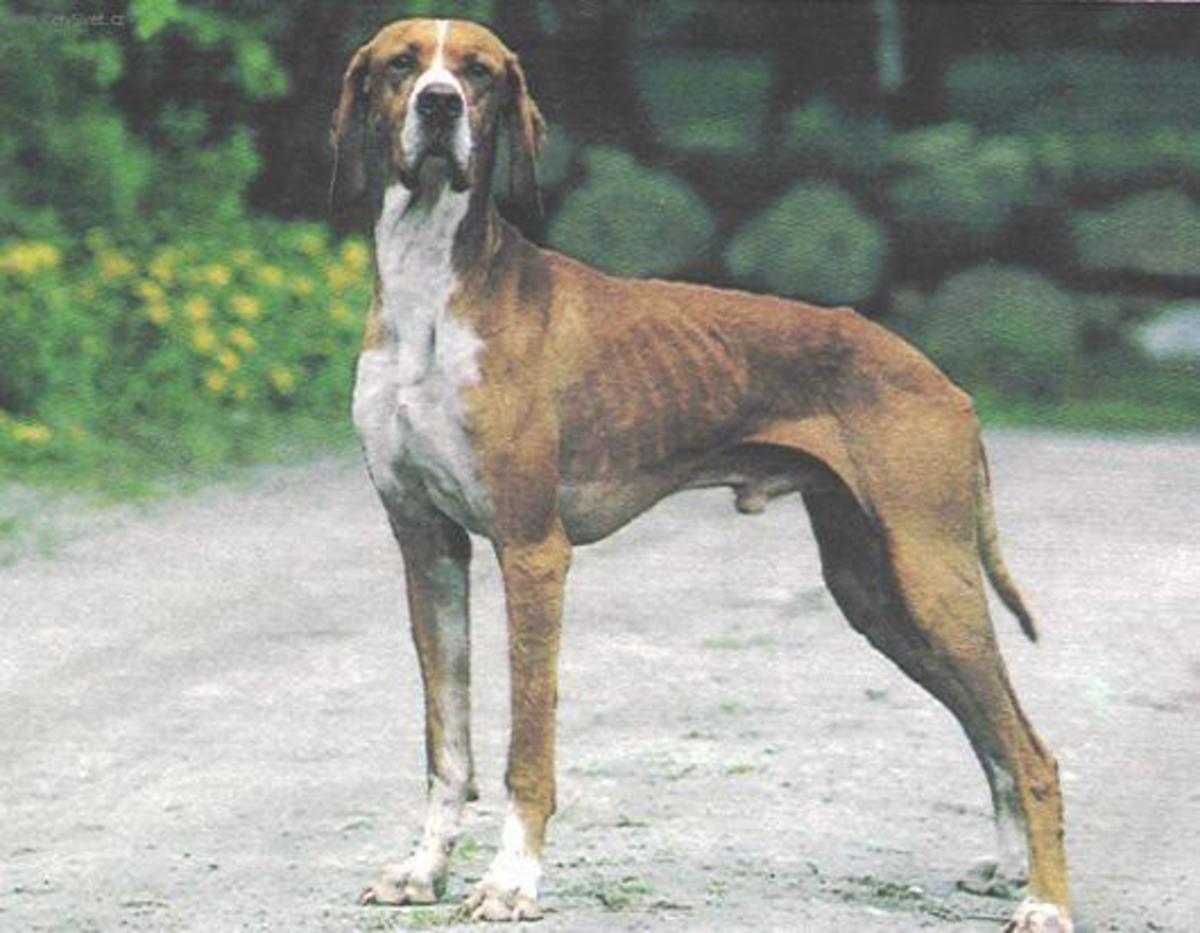 15 Extinct Dog Breeds HubPages